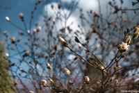 Magnolia Buds