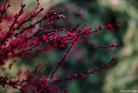 Barberry