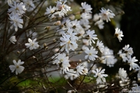 Magnolia Flowers